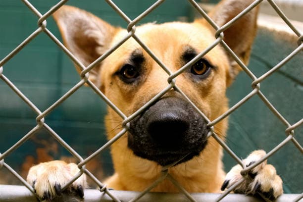 A dog looking through a chain-link shelter fence, paws resting on the gate