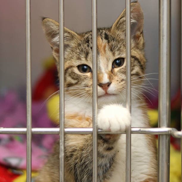 A small tabby and white kitten looking through the metal bars of a shelter cage