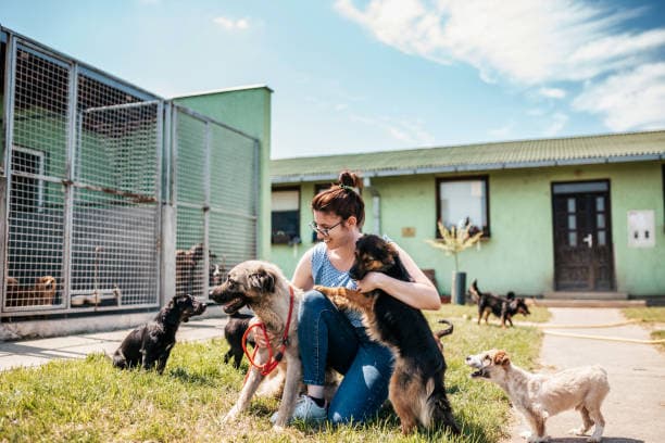 A shelter volunteer kneeling on the grass, smiling while caring for several dogs