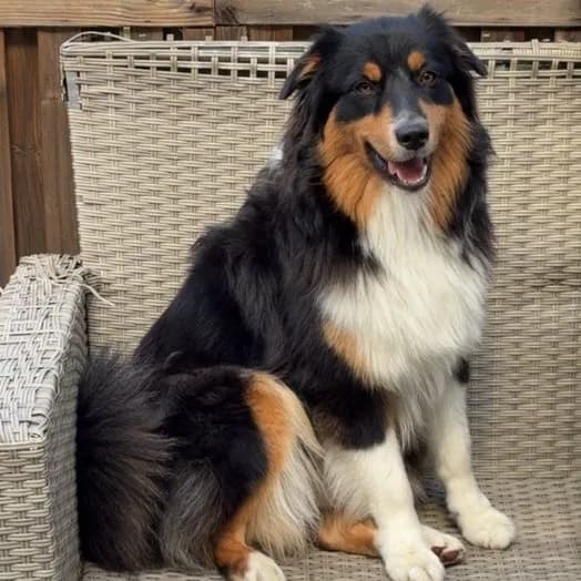 Photo of Vaïa (🐶) on the animalbid.lol leaderboard