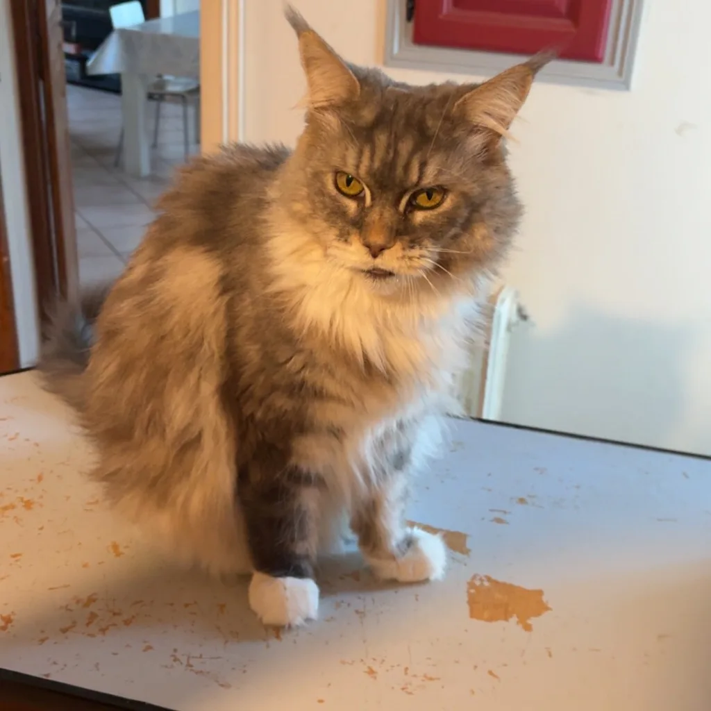 Photo of Lili (🐱) on the animalbid.lol leaderboard